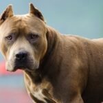 Una mujer de 82 años sufrió una fractura tras ser atacada por un pitbull