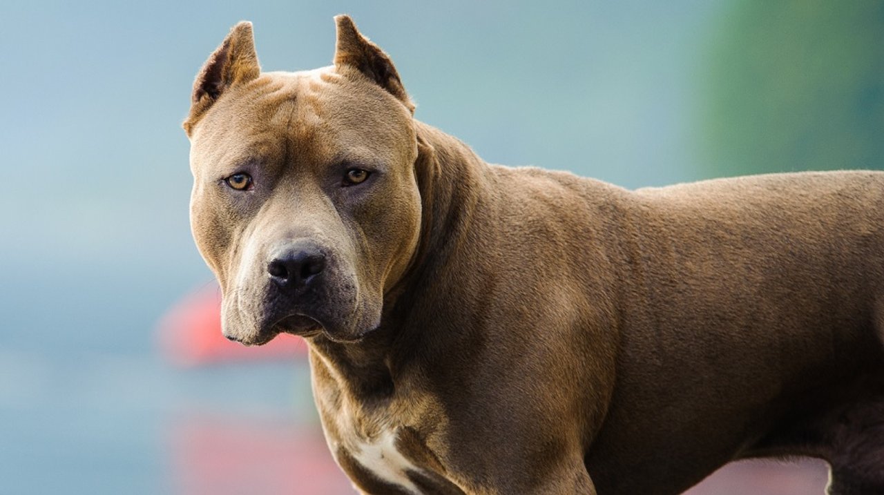 Una mujer de 82 años sufrió una fractura tras ser atacada por un pitbull