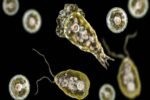 Qué es la ameba Naegleria fowleri y cómo puede producir una infección