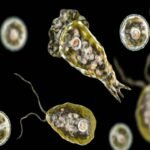 Qué es la ameba Naegleria fowleri y cómo puede producir una infección