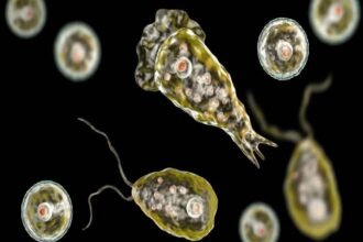 Qué es la ameba Naegleria fowleri y cómo puede producir una infección