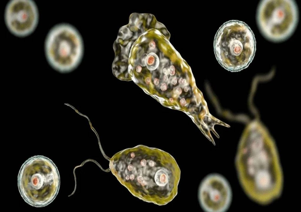 Qué es la ameba Naegleria fowleri y cómo puede producir una infección
