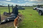 Un rayo causó la muerte de cuatro yeguas de polo en el Jockey Club de San Isidro