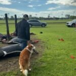 Un rayo causó la muerte de cuatro yeguas de polo en el Jockey Club de San Isidro