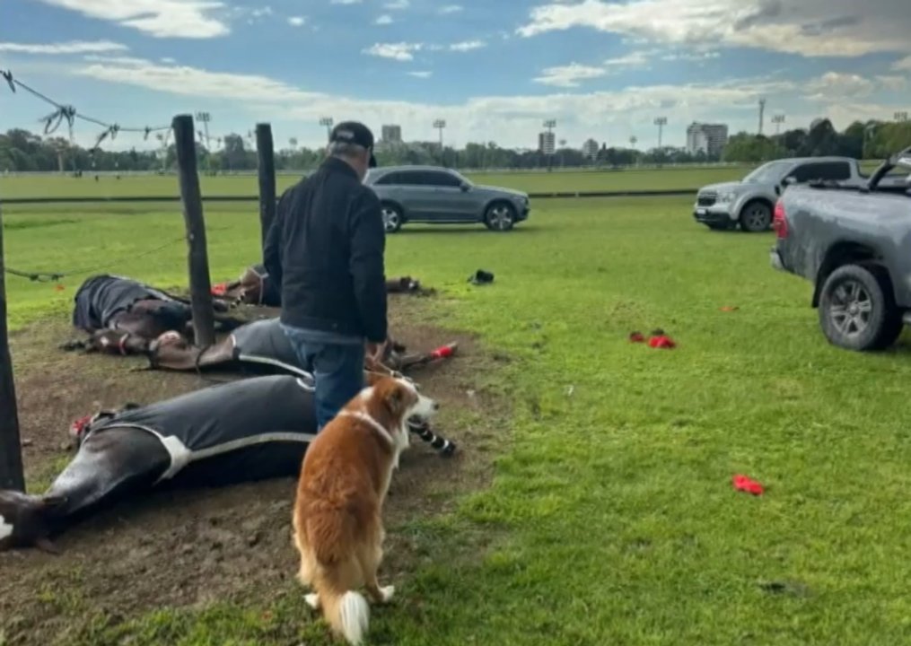 Un rayo causó la muerte de cuatro yeguas de polo en el Jockey Club de San Isidro