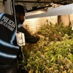 Secuestraron tres armas y 52 plantas de marihuana en un allanamiento
