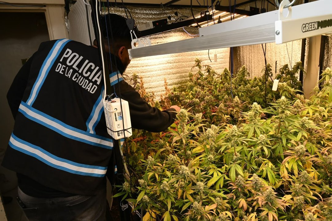 Secuestraron tres armas y 52 plantas de marihuana en un allanamiento