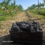 Bodegas sanjuaninas enviaron a Vietnam su primer cargamento de vino a granel