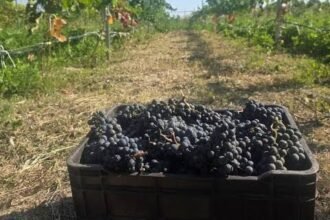 Bodegas sanjuaninas enviaron a Vietnam su primer cargamento de vino a granel