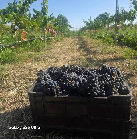 Bodegas sanjuaninas enviaron a Vietnam su primer cargamento de vino a granel