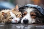 San Juan difundió medidas para cuidar a las mascotas después de las lluvias
