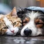 San Juan difundió medidas para cuidar a las mascotas después de las lluvias